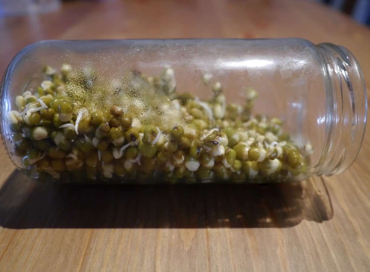 sprouts4jpg