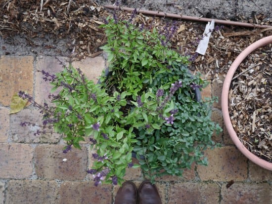 Repurposing Plastic Plant Pots Zero Waste Gardening Treading My Own Path