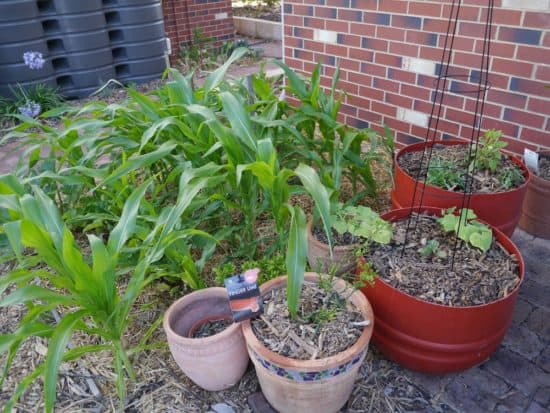 Small Plant, Big Pot - Bad Idea? 