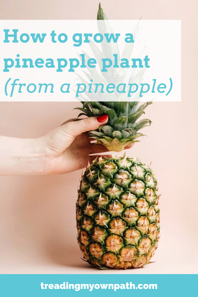 Gade salat personlighed How to grow a pineapple from scratch (from a pineapple) | Treading My Own  Path | Less waste, less stuff, sustainable living