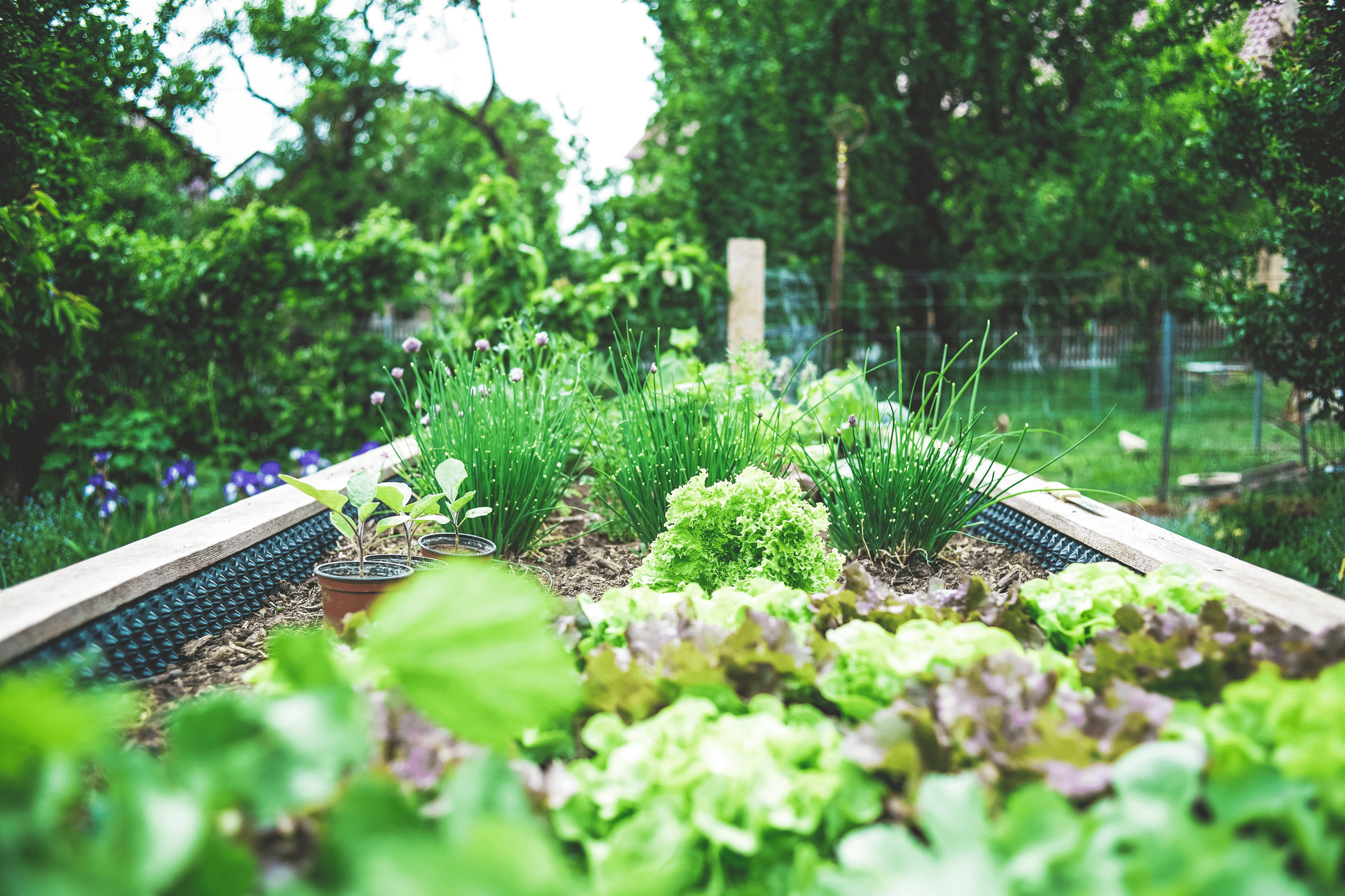 New Youtube Video! Stunning Backyard Gardening Harvest, Sustainable  Permaculture Garden in a Suburban Neighborhood Today we grab a Hug... |  Instagram