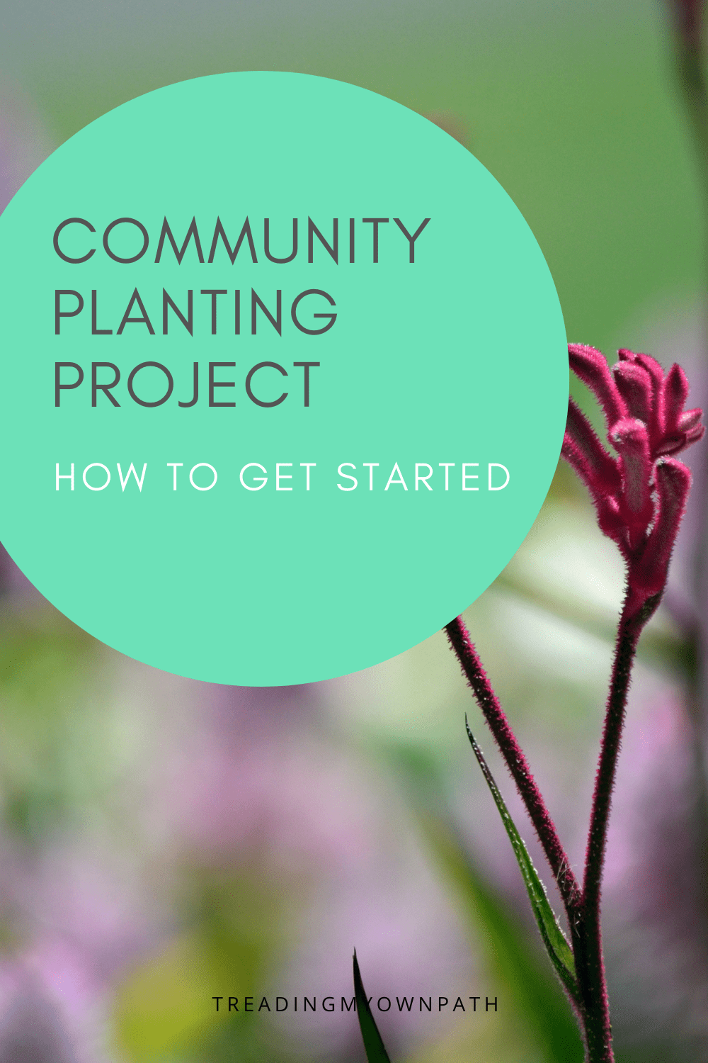 How I started a community street planting project