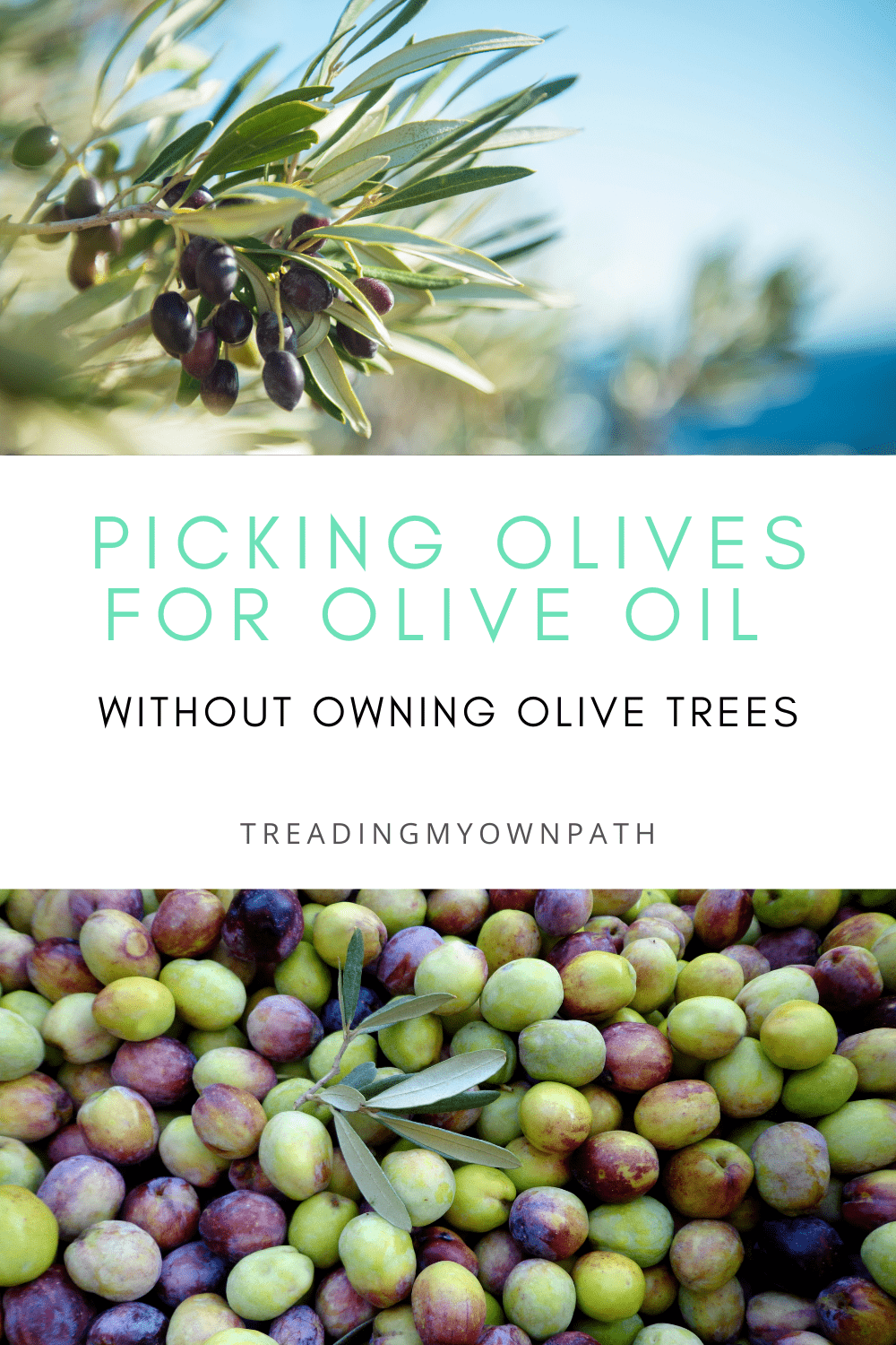Picking olives for oil - how to produce enough oil for a year when you don\'t own any olive trees