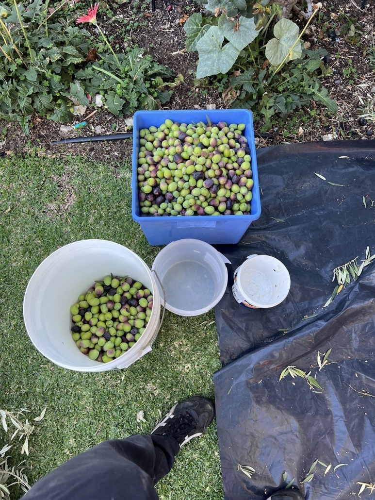 Olive oil harvest 2022